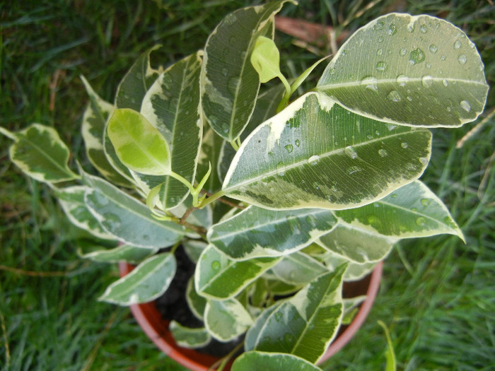 Ficus benjamina Variegata (2012, Aug.25)