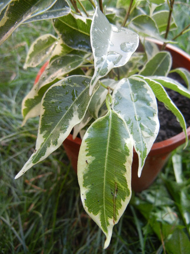 Ficus benjamina Variegata (2012, Aug.25) - Ficus benjamina Variegata W