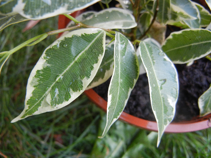 Ficus benjamina Variegata (2012, Aug.25) - Ficus benjamina Variegata W