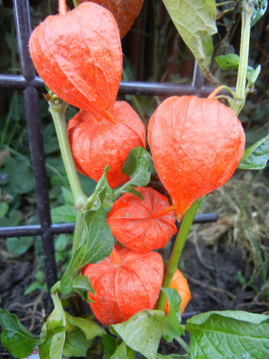 Physalis alkekengi (2012, Aug.28) - PHYSALIS Alkekengi