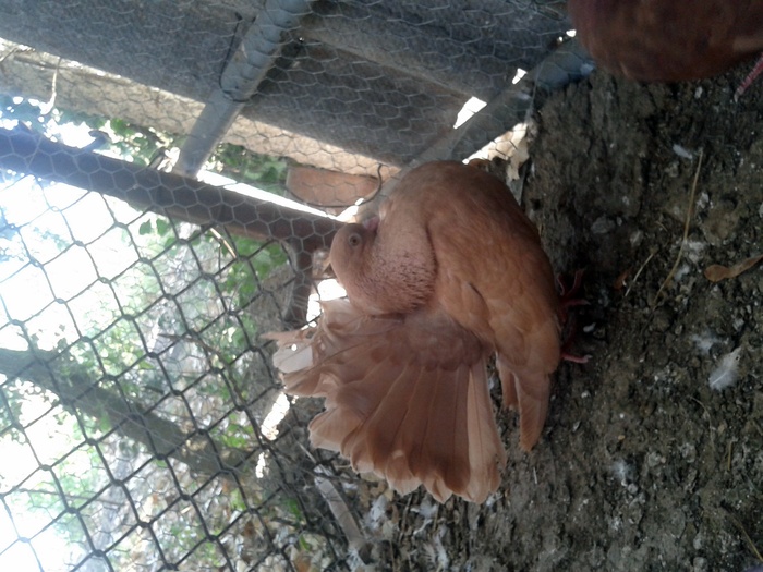 2012-08-24 17.32.36 - voltati