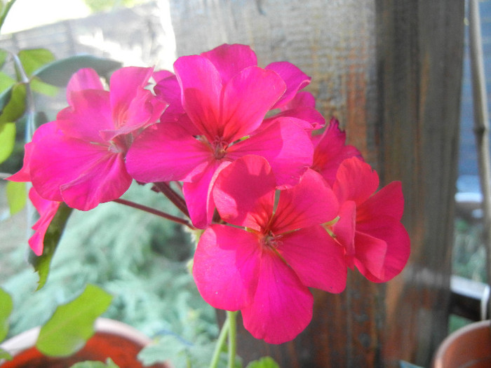 Cyclamen Lia Geranium (2012, Aug.28)