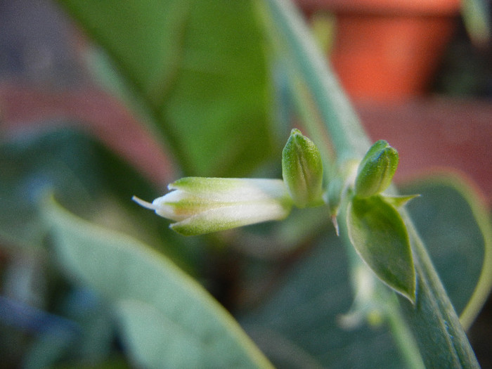 Chlorophytum comosum (2012, Aug.28) - Spider plant Green