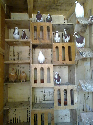 580091_272292909553004_2074996131_n