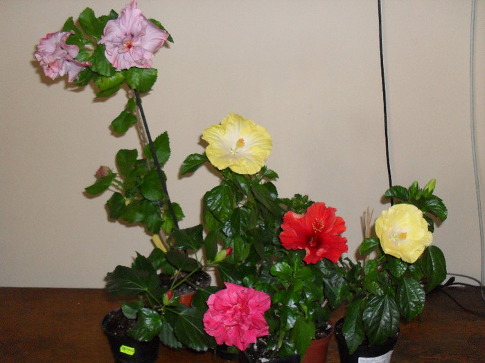 Hibiscus grup
