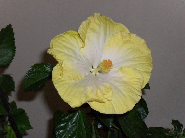 Hibiscus Emily