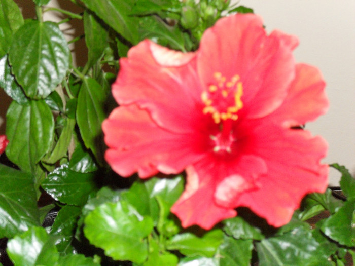 Hibiscus Dione