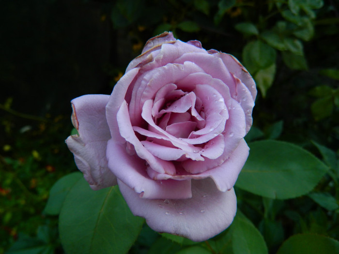 DSCN8706