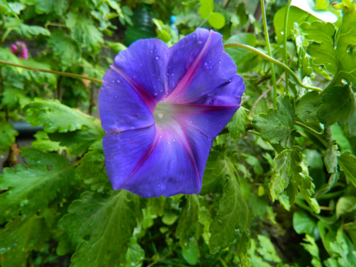 DSCN8707