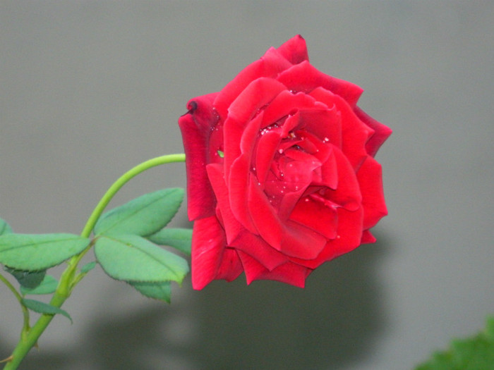 DSCN8712