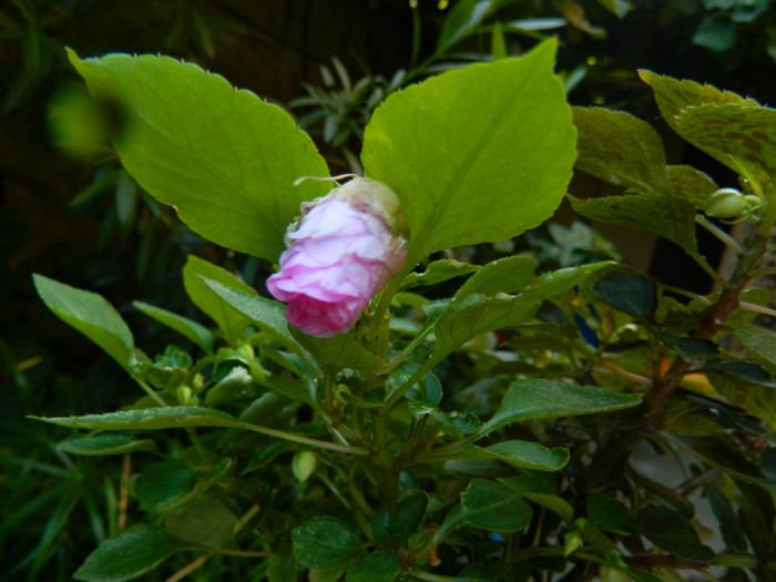 DSCN8726