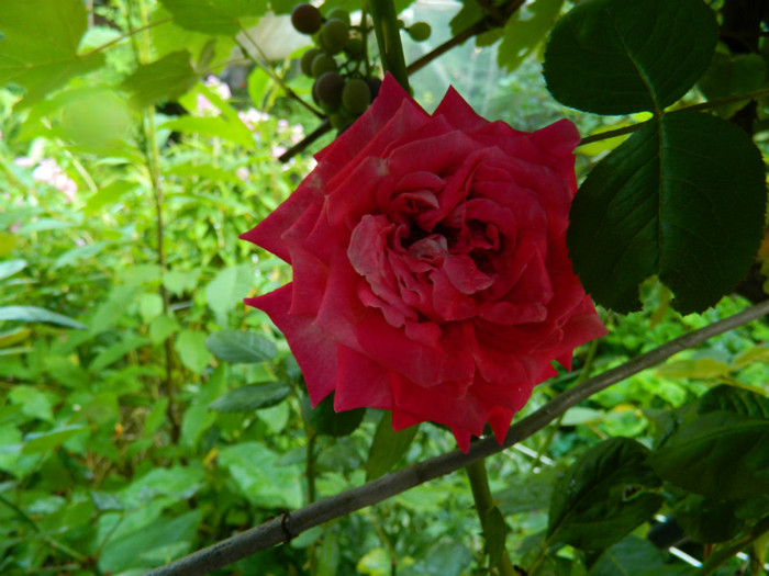 DSCN8730