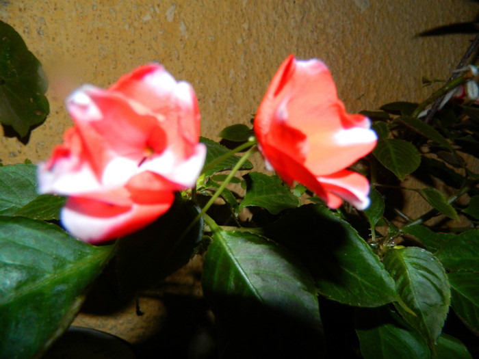 DSCN8741