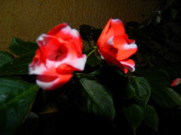 DSCN8742