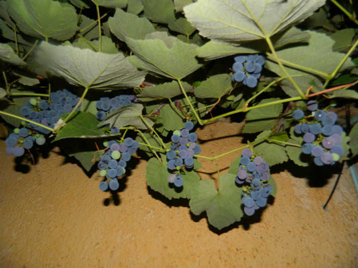 DSCN8745