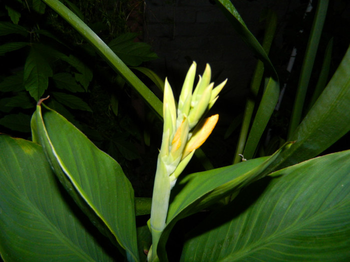 DSCN8746