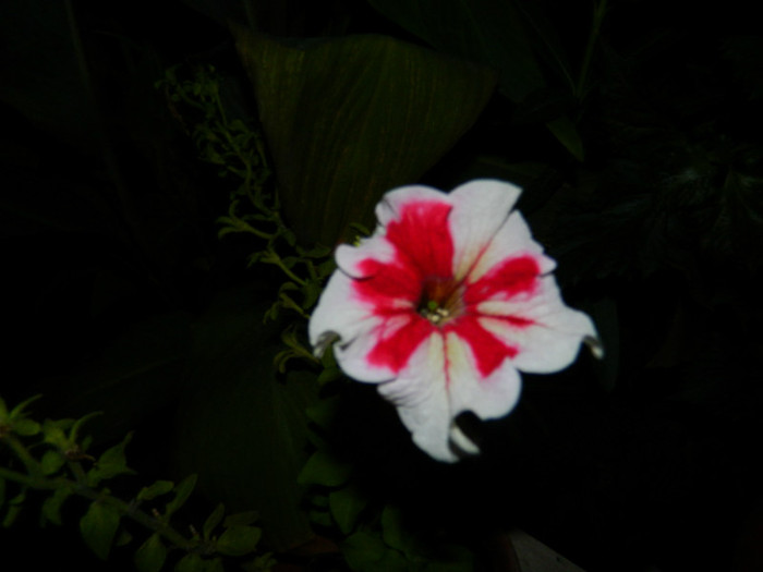 DSCN8749