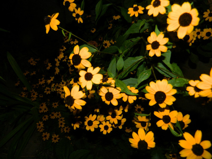 DSCN8754