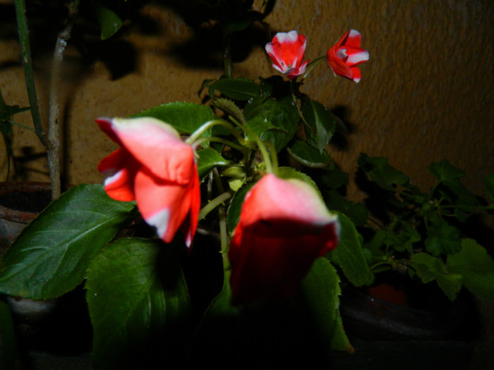 DSCN8756