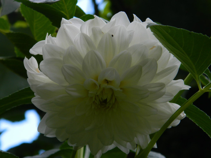 DSCN8779
