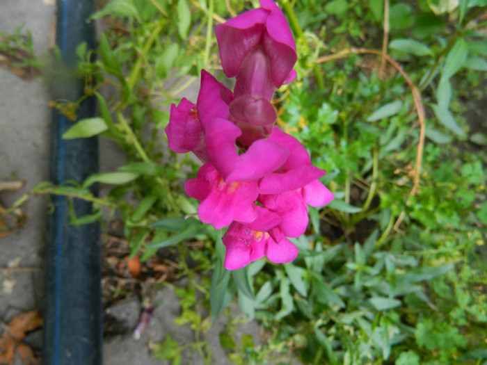 DSCN8784