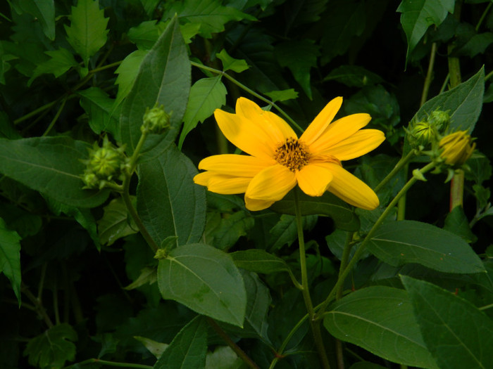 DSCN8787