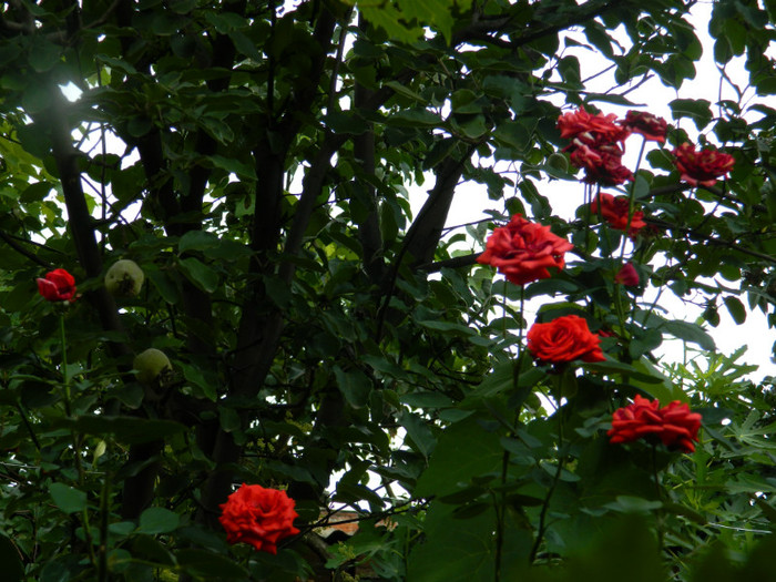 DSCN8795