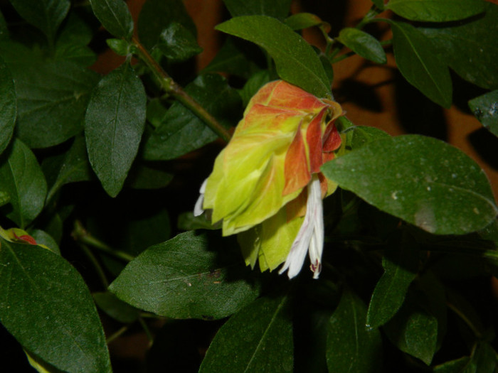 DSCN8807