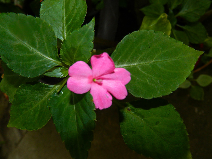 DSCN8814