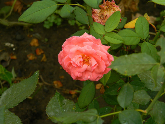 DSCN8819