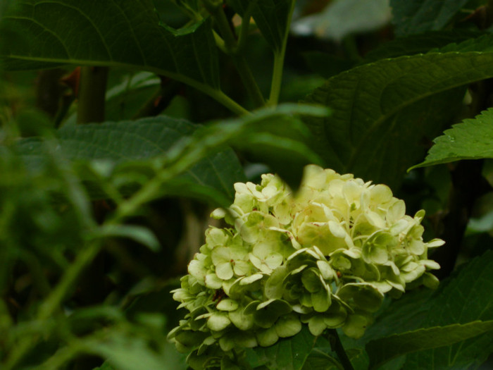 DSCN8825
