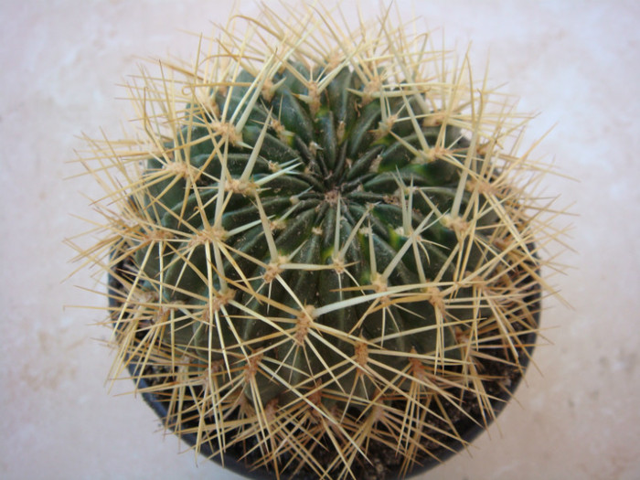 DSC05702 - Cactusi