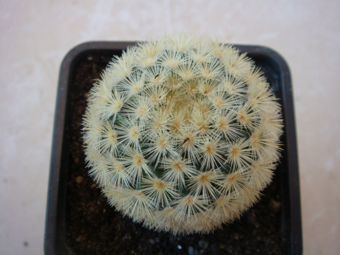 DSC05704 - Cactusi