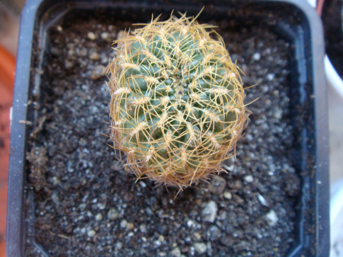 DSC05707 - Cactusi