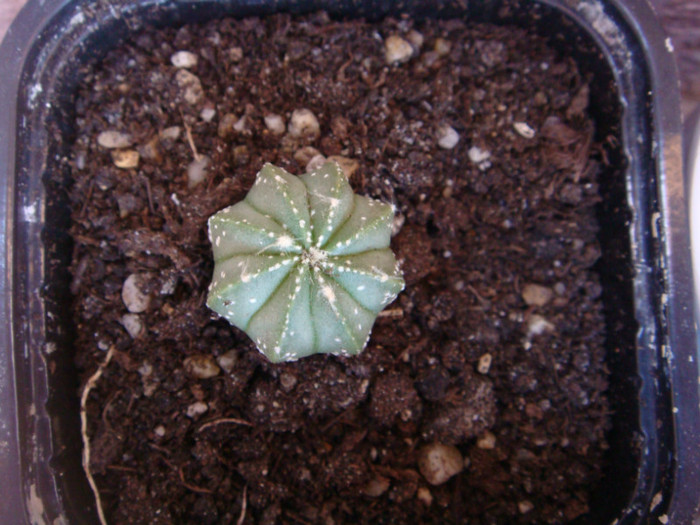 DSC05710 - Cactusi