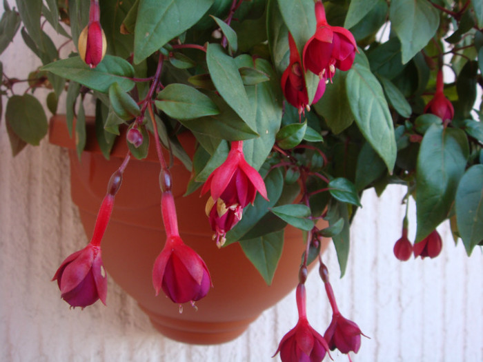 DSC05717 - Fuchsia 2012