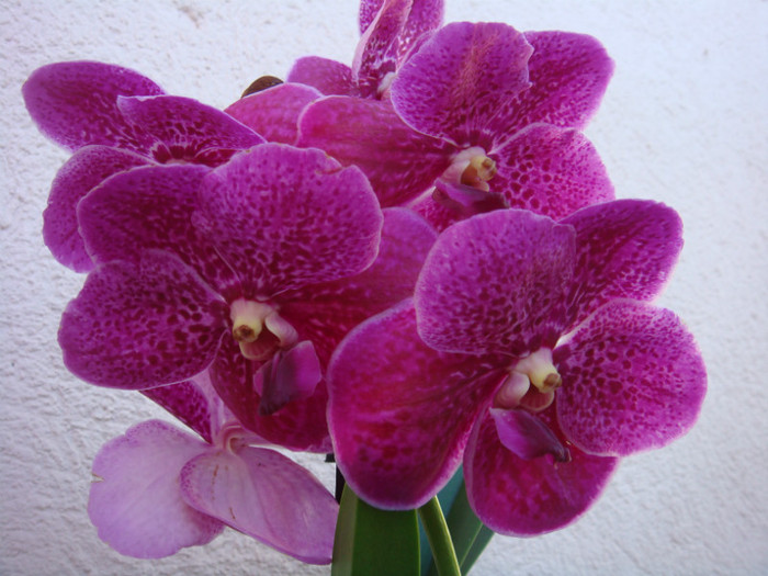 28.08.2012 - Vanda Magic Fuchsia