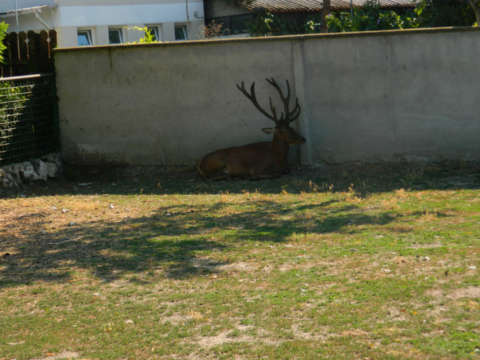 DSCN8346 - ZOO CONSTANTA