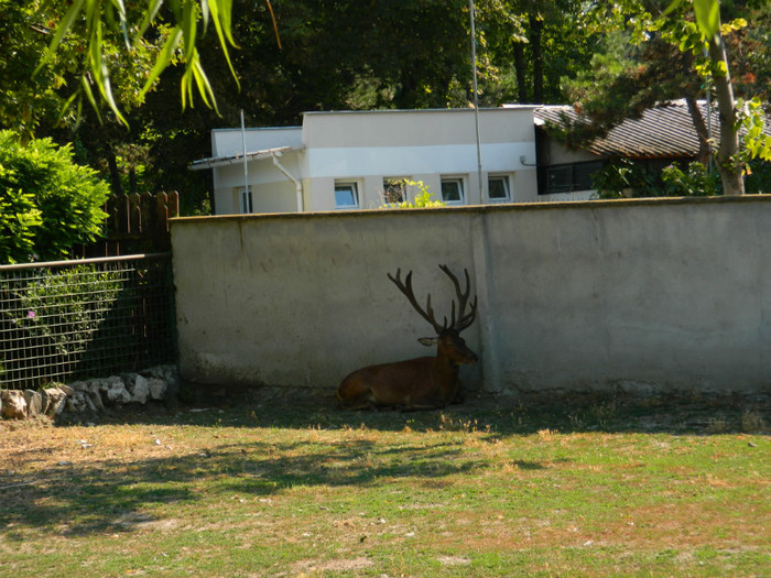 DSCN8347 - ZOO CONSTANTA