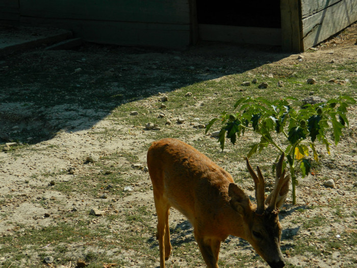 DSCN8348 - ZOO CONSTANTA