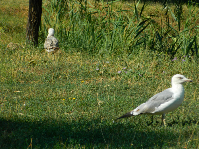 DSCN8357 - ZOO CONSTANTA