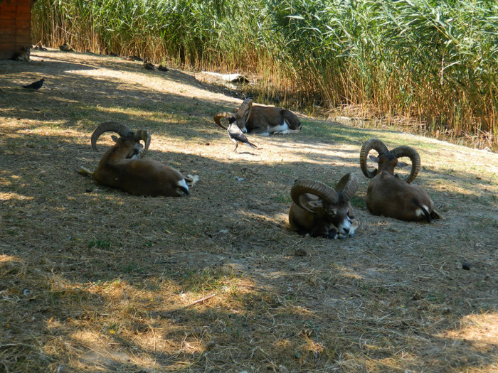 DSCN8519 - ZOO CONSTANTA