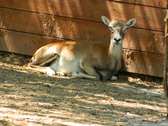 DSCN8522 - ZOO CONSTANTA