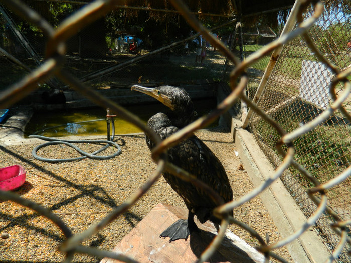 DSCN8526 - ZOO CONSTANTA