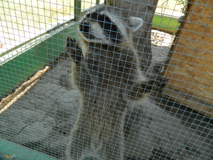 DSCN8536 - ZOO CONSTANTA