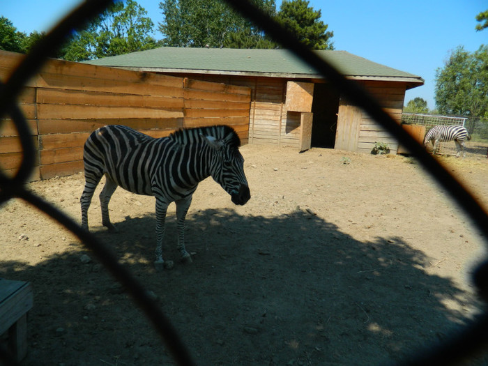 DSCN8538 - ZOO CONSTANTA