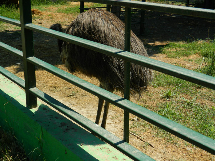 DSCN8540 - ZOO CONSTANTA