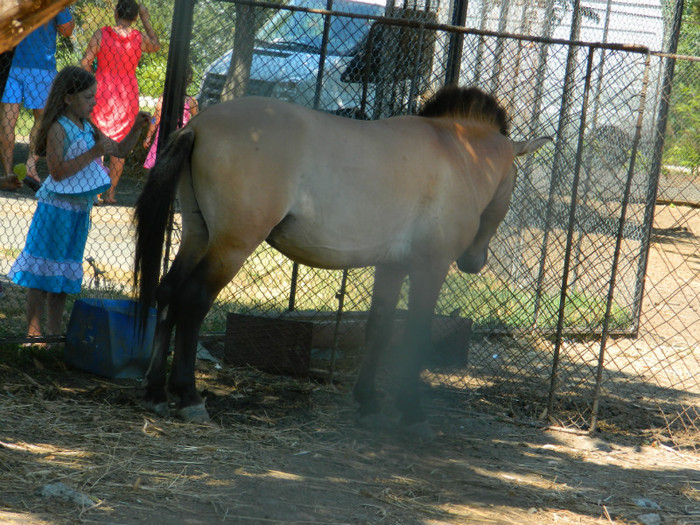 DSCN8542 - ZOO CONSTANTA