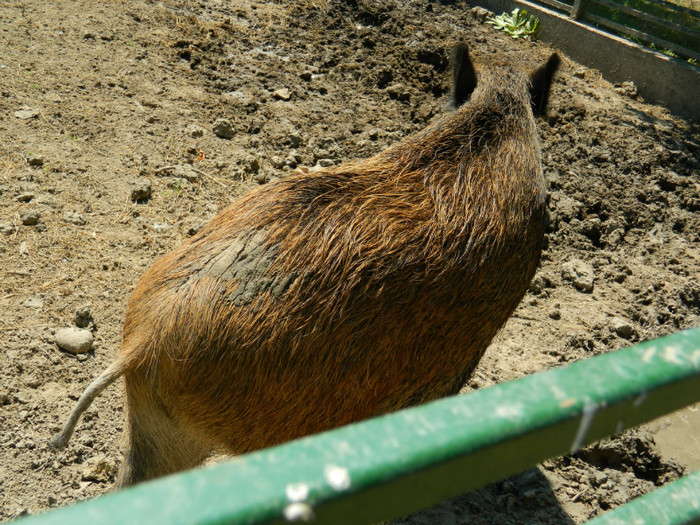 DSCN8543 - ZOO CONSTANTA