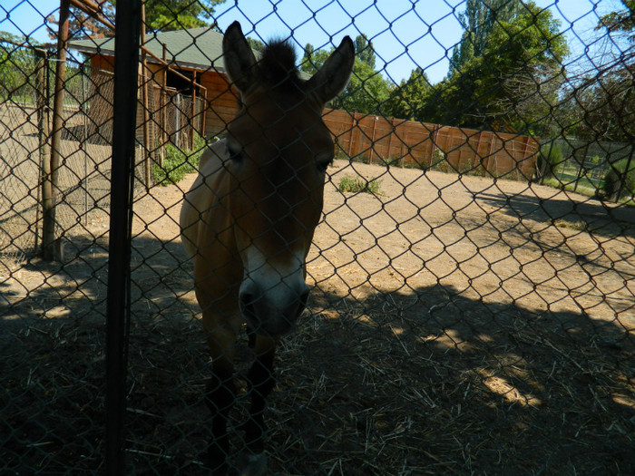 DSCN8544 - ZOO CONSTANTA